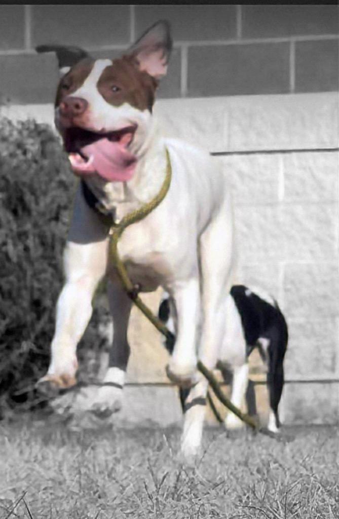 BONGO, Adoptable, Young Male Terrier.