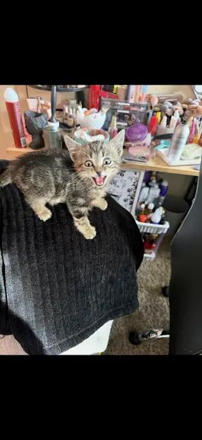 Emmet, ADOPTABLE, Kitten Male Domestic Short Hair.