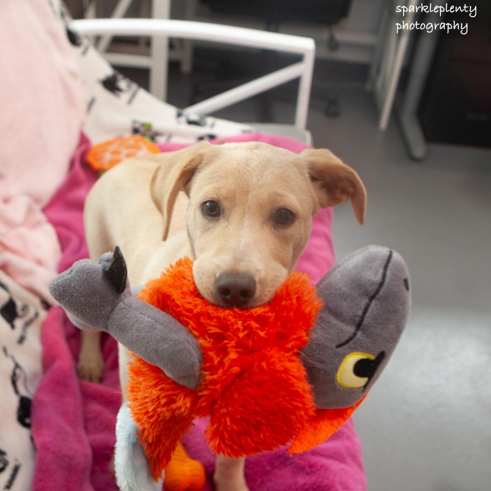 Mika, an adoptable Mixed Breed in Ridgefield, CT image 3/3