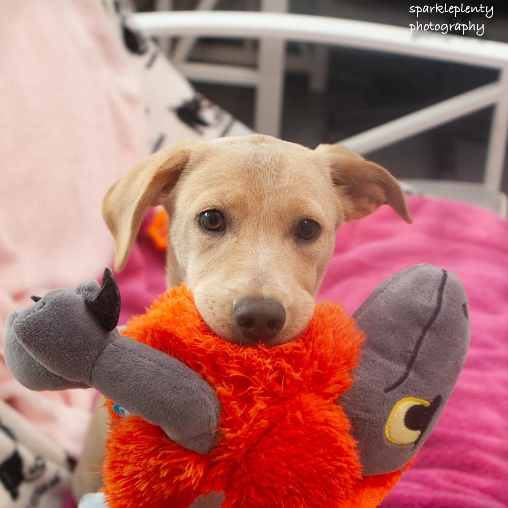 Mika, an adoptable Mixed Breed in Ridgefield, CT image 1/3