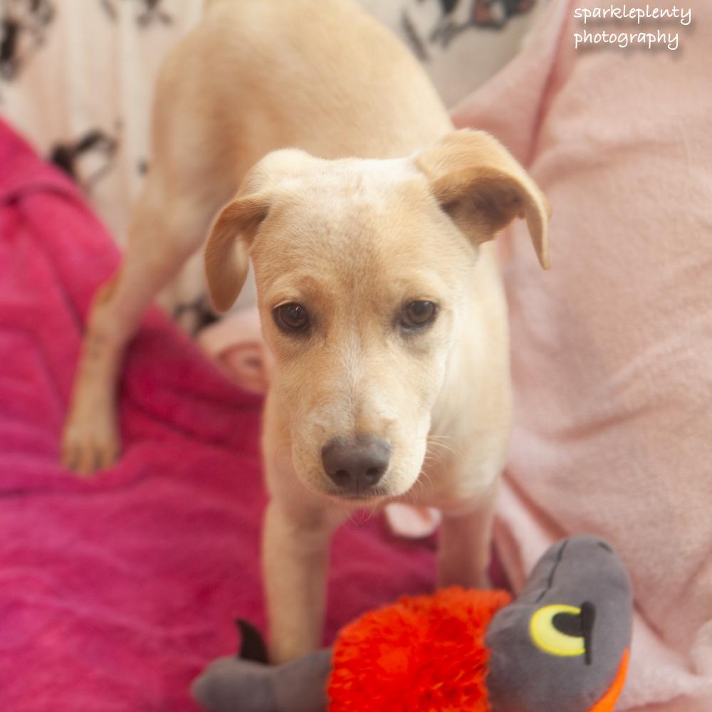Mika, an adoptable Mixed Breed in Ridgefield, CT image 2/3