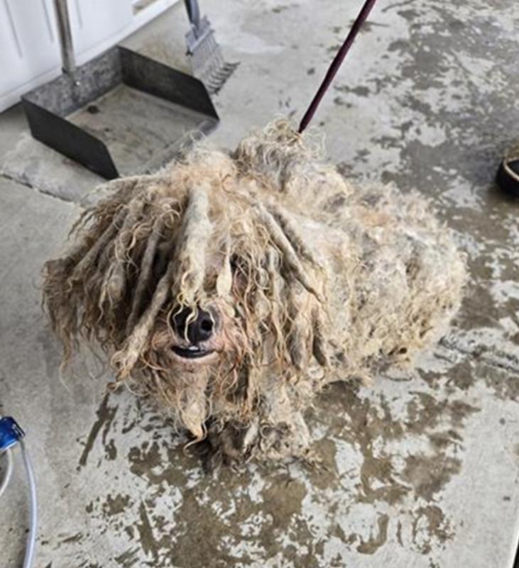 Salt, Adoptable, Young Male Bichon Frise.