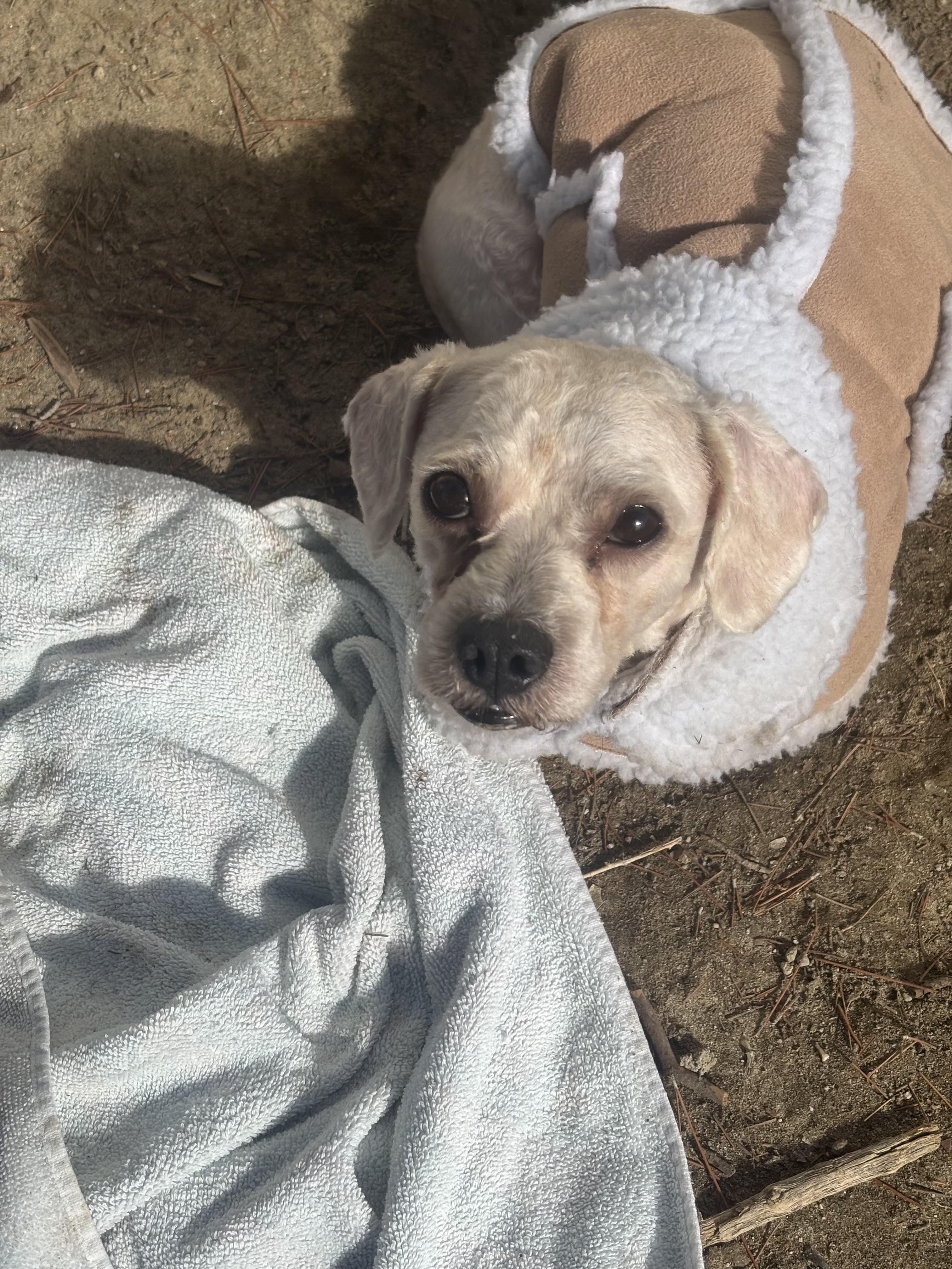 Salt, Adoptable, Adult Male Lhasa Apso.
