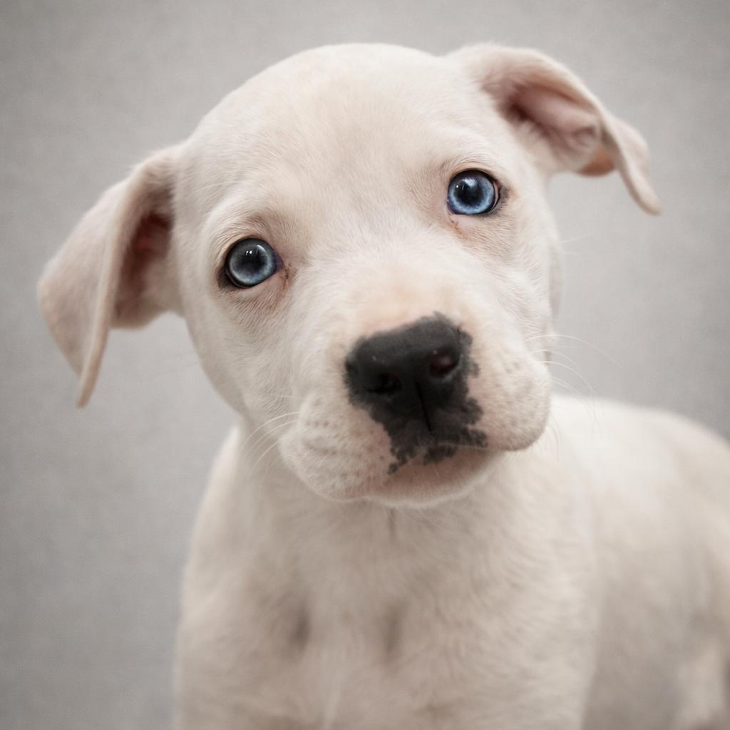 Harper, Adoptable, Puppy Female Mixed Breed.