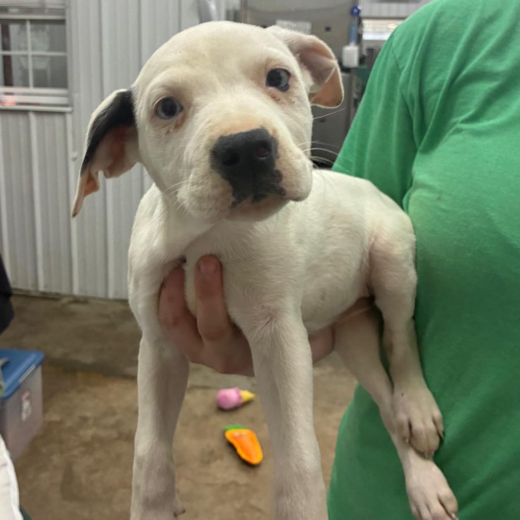 Enlarge Harper, a Adoptable Mixed Breed in Corbin, KY image 2/2