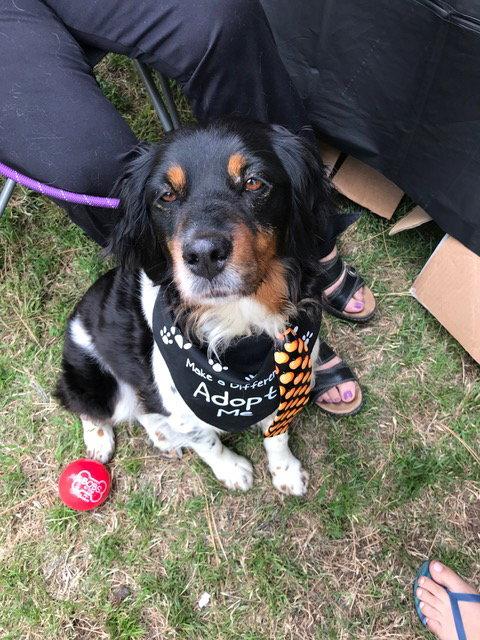CA/Guinevere(LA), Adopted, Adult Female Brittany Spaniel.