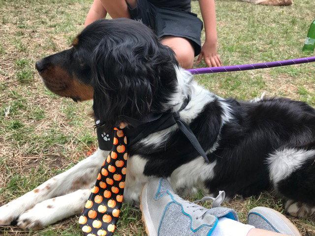 CA/Guinevere(LA), a Adopted Brittany Spaniel in Baldwinsville, NY image 2/3