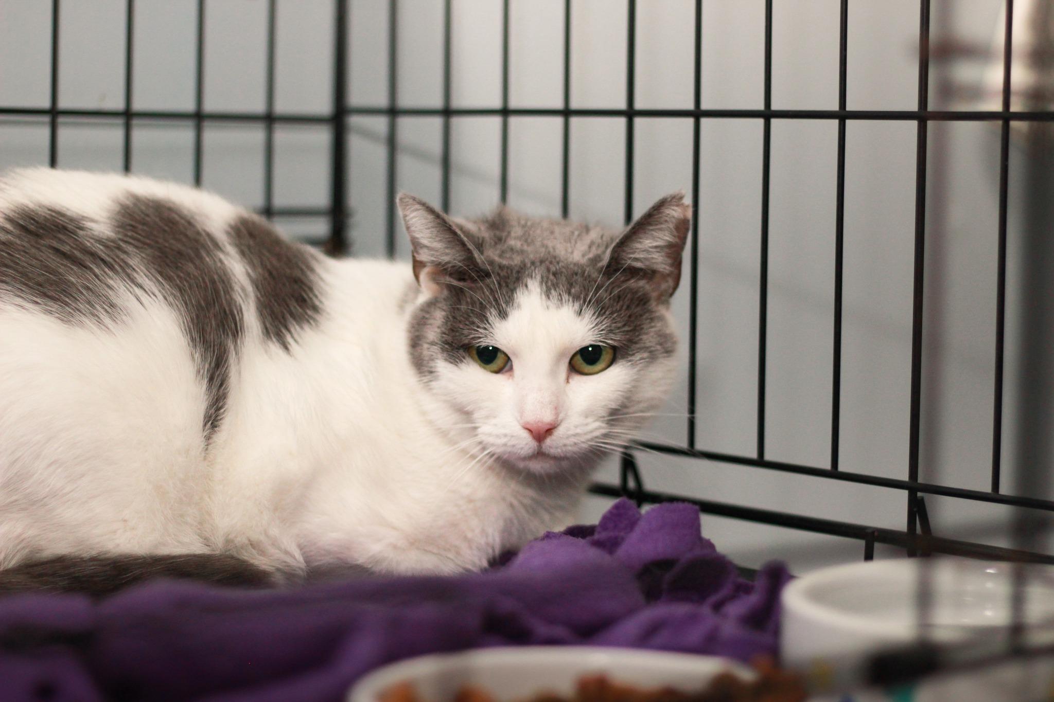 Clementine, Adoptable, Young Female Domestic Short Hair.