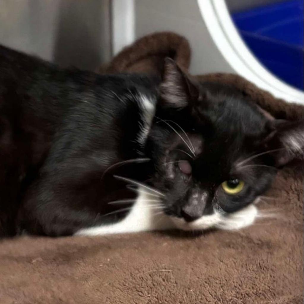 Enlarge Iris, a Adoptable Domestic Short Hair in Donalsonville, GA image 1/3