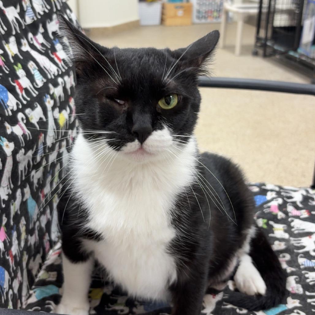 Enlarge Iris, a Adoptable Domestic Short Hair in Donalsonville, GA image 2/3