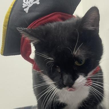 Enlarge Iris, a Adoptable Domestic Short Hair in Donalsonville, GA image 3/3