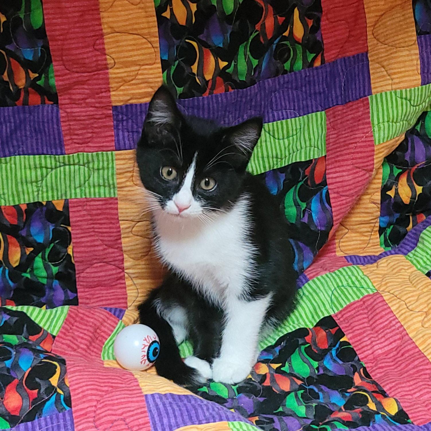 Sesame street - Grundgetta, Adoptable, Young Female Domestic Short Hair.
