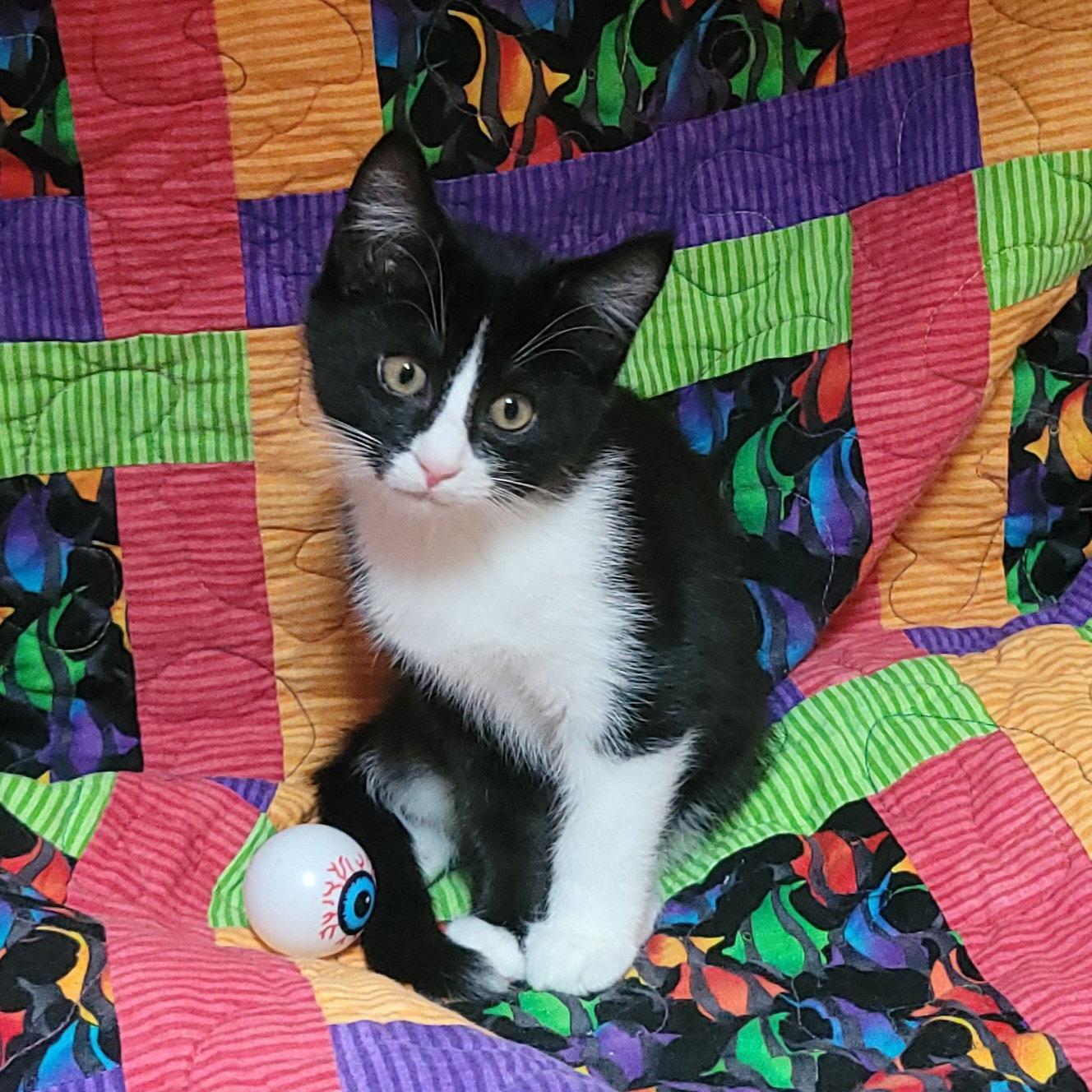 Enlarge Sesame street - Grundgetta, a Adoptable Domestic Short Hair in Akron, OH image 2/3