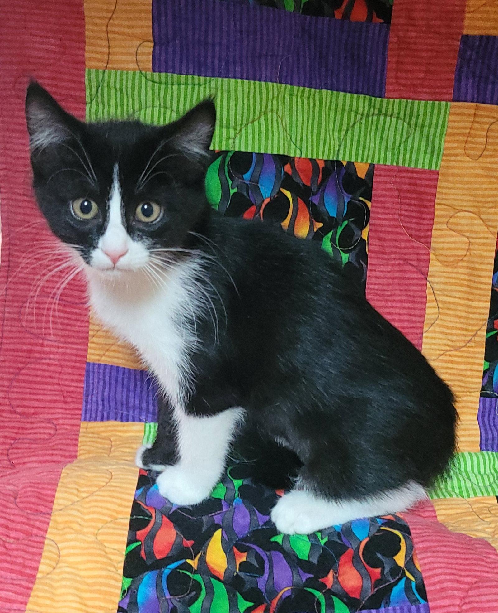 Enlarge Sesame street - Grundgetta, a Adoptable Domestic Short Hair in Akron, OH image 3/3