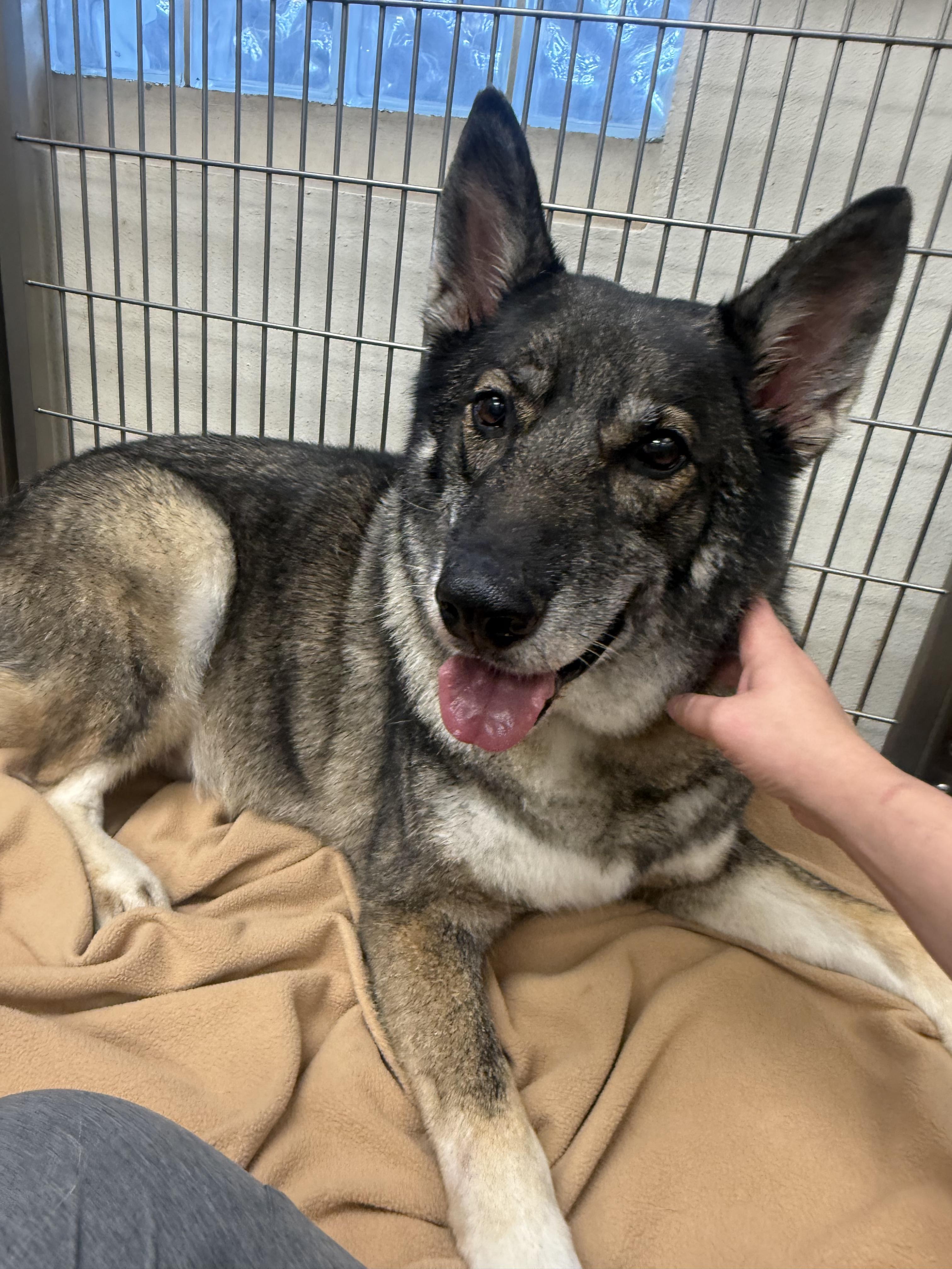 Koda-COURTESY POST, Adoptable, Adult Male German Shepherd Dog & Husky.
