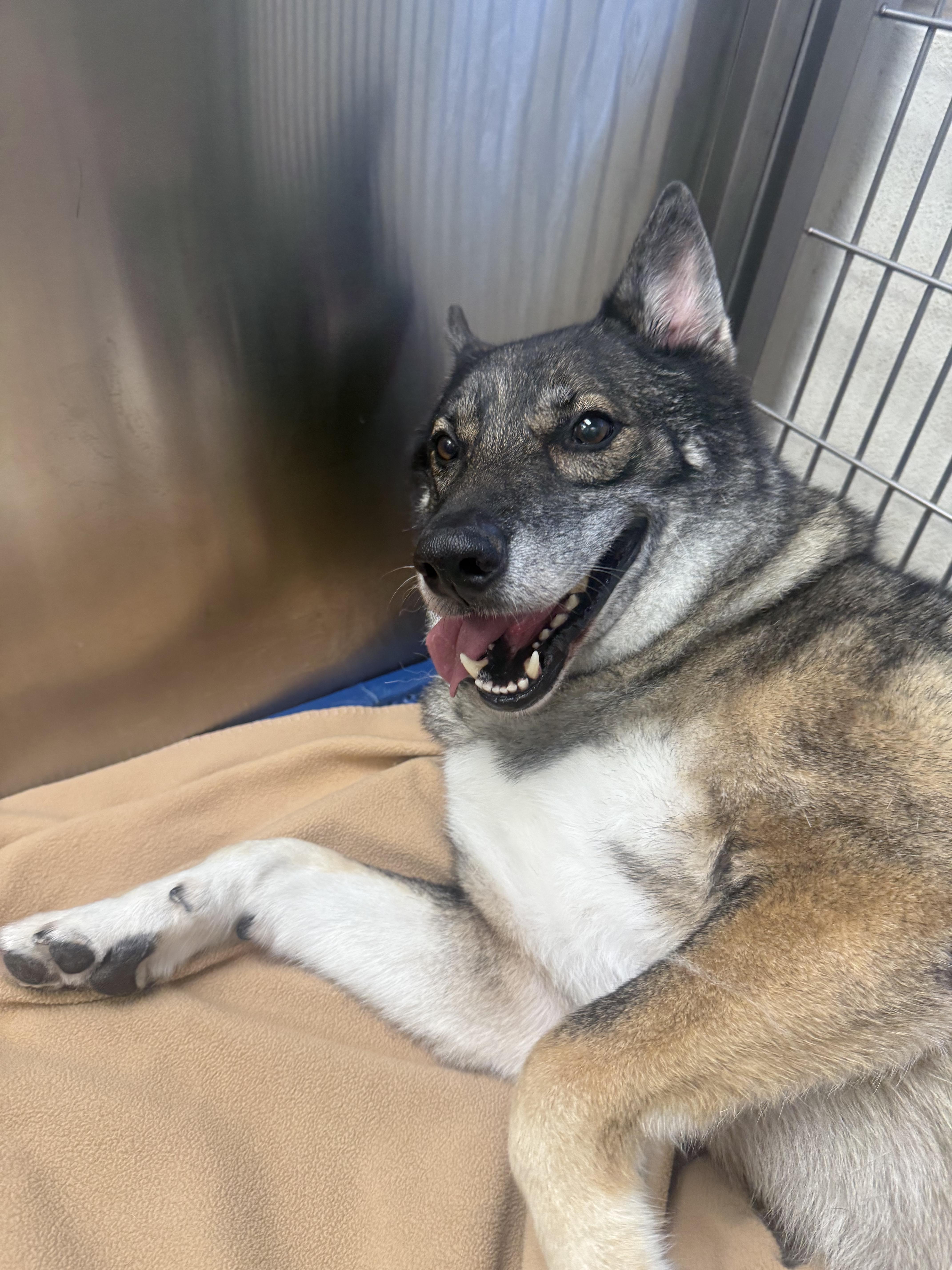 Enlarge Koda-COURTESY POST, a Adoptable mixed breed in Wantage, NJ image 2/3