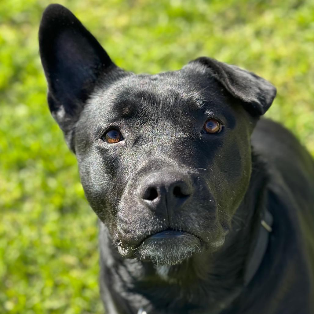 Sofie, Adoptable, Adult Female German Shepherd Dog & American Bulldog.