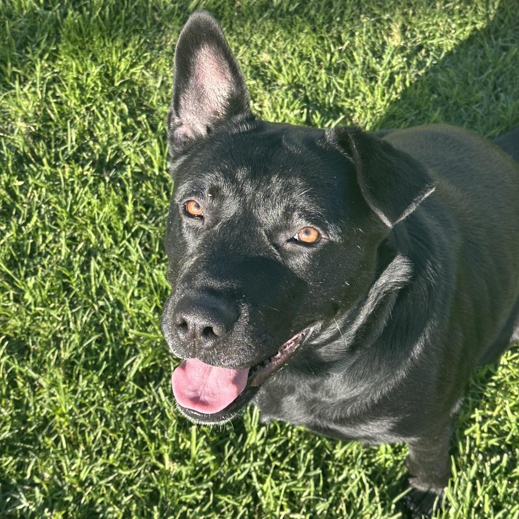 Enlarge Sofie, a Adoptable mixed breed in Santa Barbara, CA image 2/6