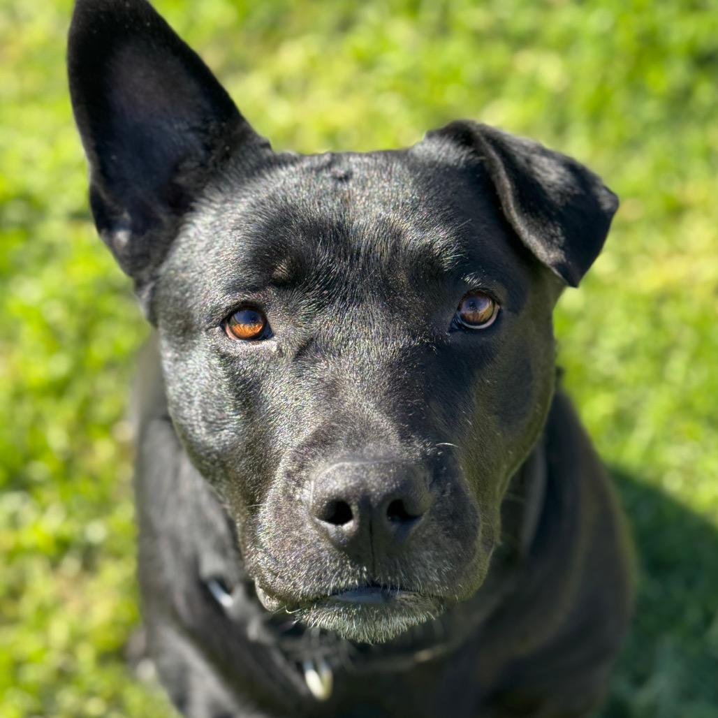 Enlarge Sofie, a Adoptable mixed breed in Santa Barbara, CA image 3/6