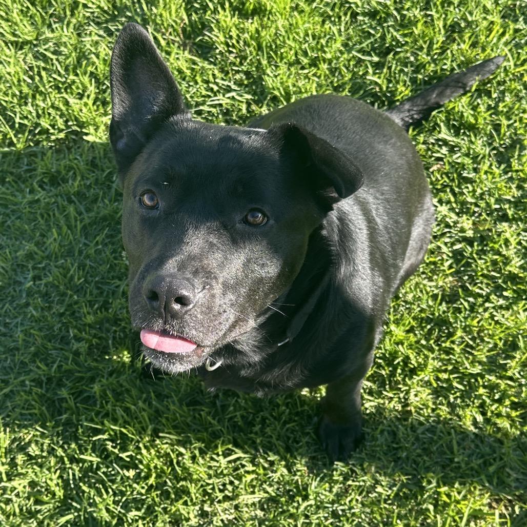 Enlarge Sofie, a Adoptable mixed breed in Santa Barbara, CA image 4/6