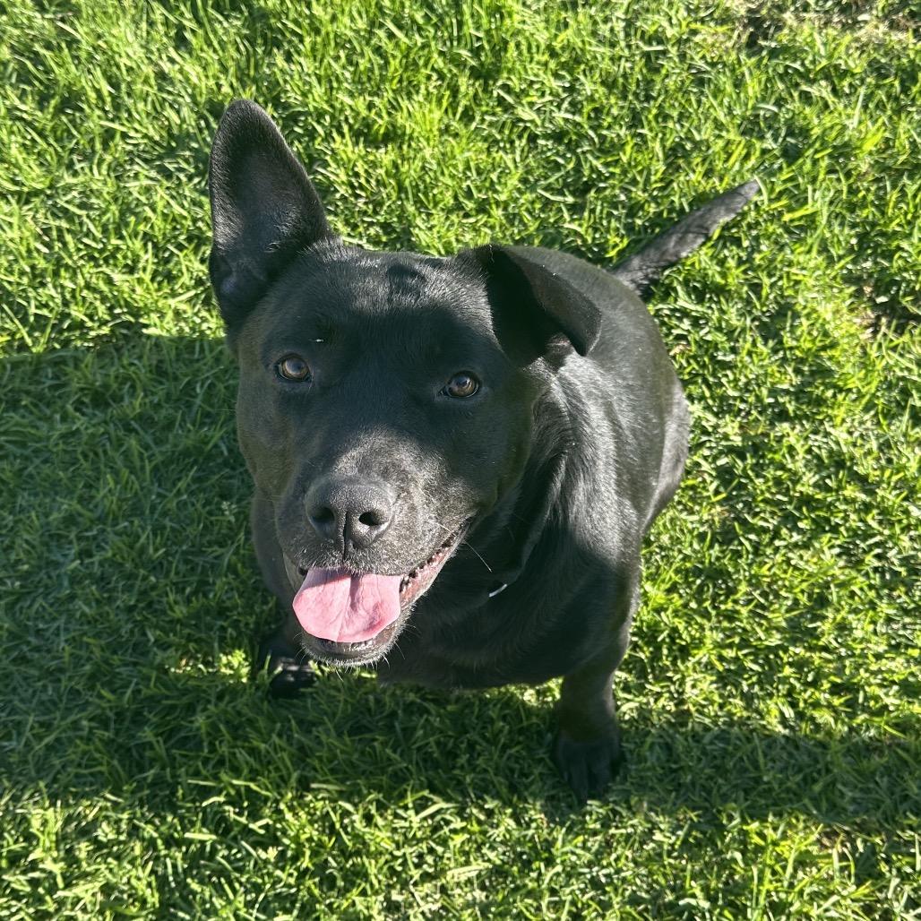 Enlarge Sofie, a Adoptable mixed breed in Santa Barbara, CA image 5/6