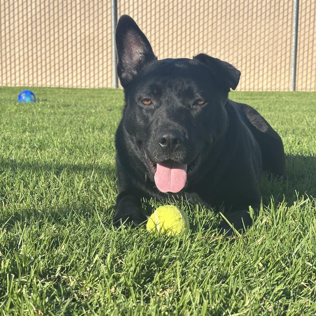 Enlarge Sofie, a Adoptable mixed breed in Santa Barbara, CA image 6/6