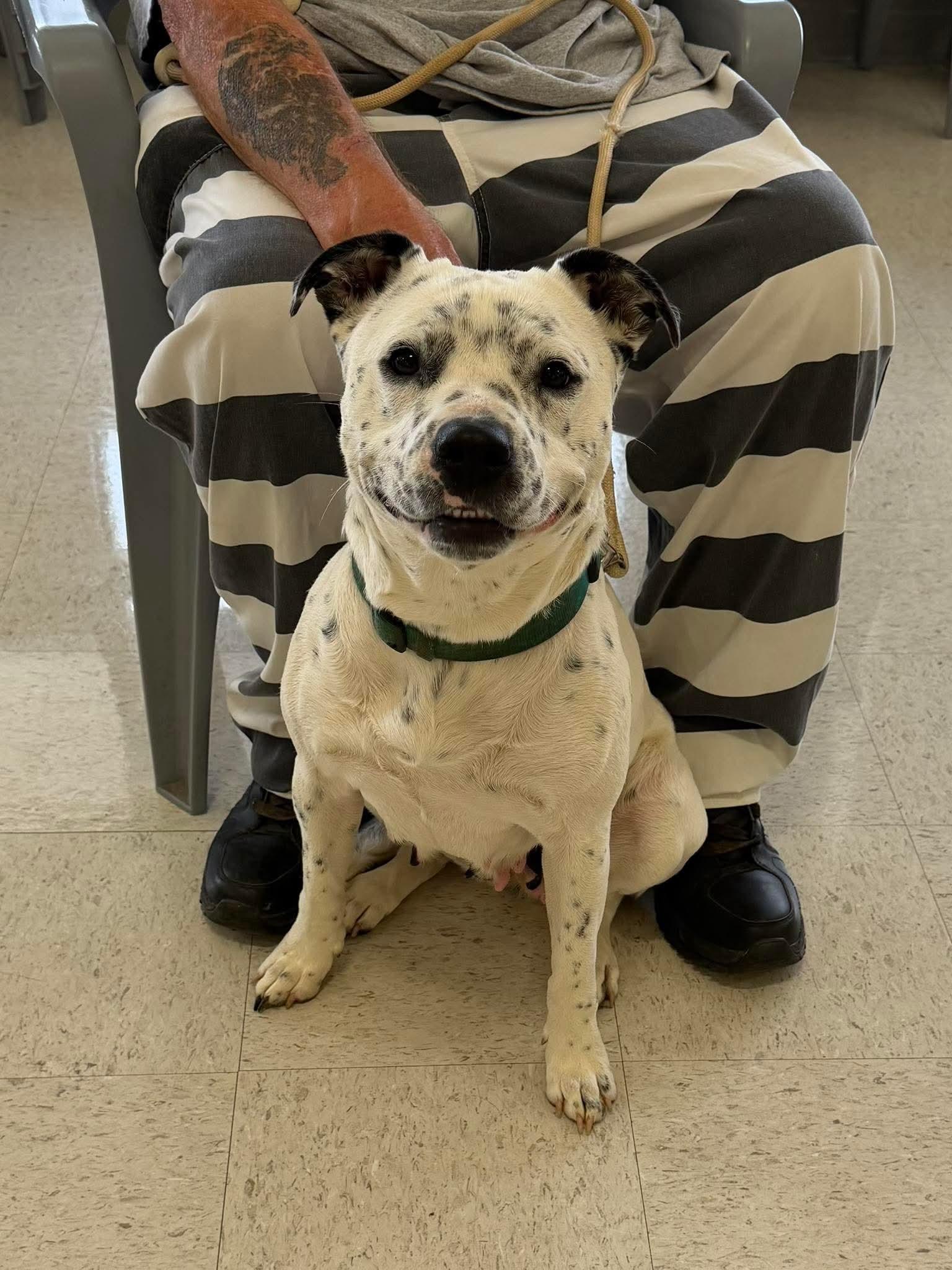 Marg , ADOPTABLE, Young Female Pit Bull Terrier.