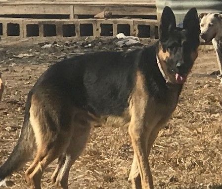 Hashbrown, Adoptable, Adult Male German Shepherd Dog.