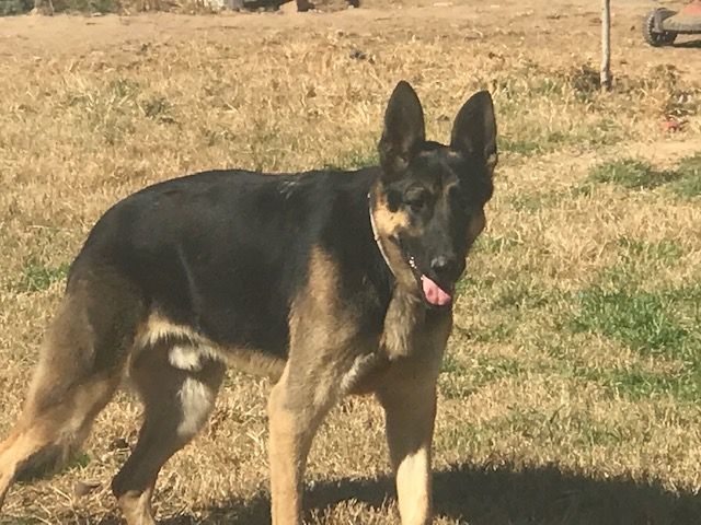 Hashbrown, a Adoptable German Shepherd Dog in Rockdale, TX image 2/4