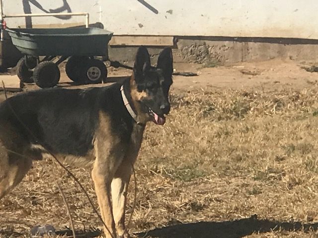 Hashbrown, a Adoptable German Shepherd Dog in Rockdale, TX image 3/4