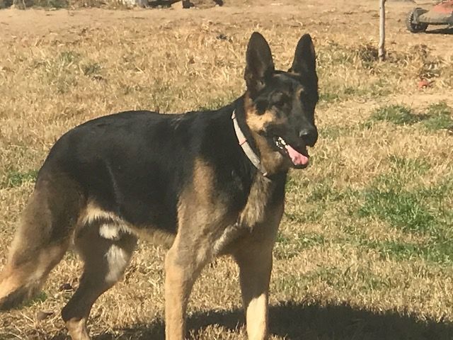 Hashbrown, a Adoptable German Shepherd Dog in Rockdale, TX image 4/4
