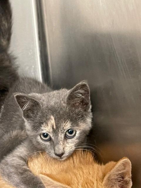 Millie Jane, Adoptable, Adult Female Domestic Short Hair.