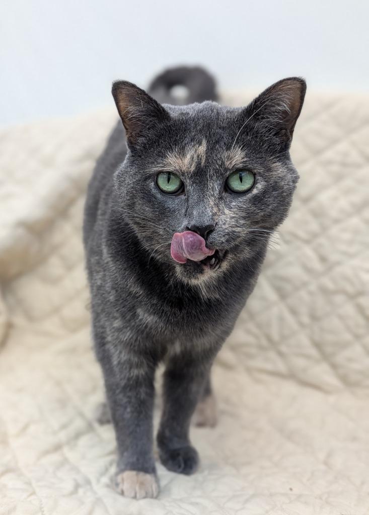 Enlarge Millie Jane, a Adoptable mixed breed in La Porte, IN image 2/4