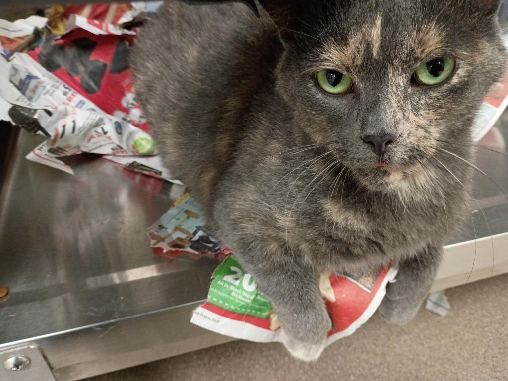 Enlarge Millie Jane, a Adoptable mixed breed in La Porte, IN image 3/4