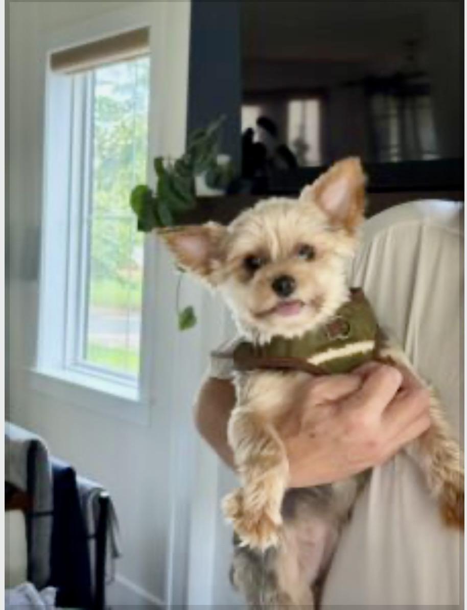 Enlarge Zinnia, a ADOPTABLE mixed breed in Southern Shores, NC image 1/1
