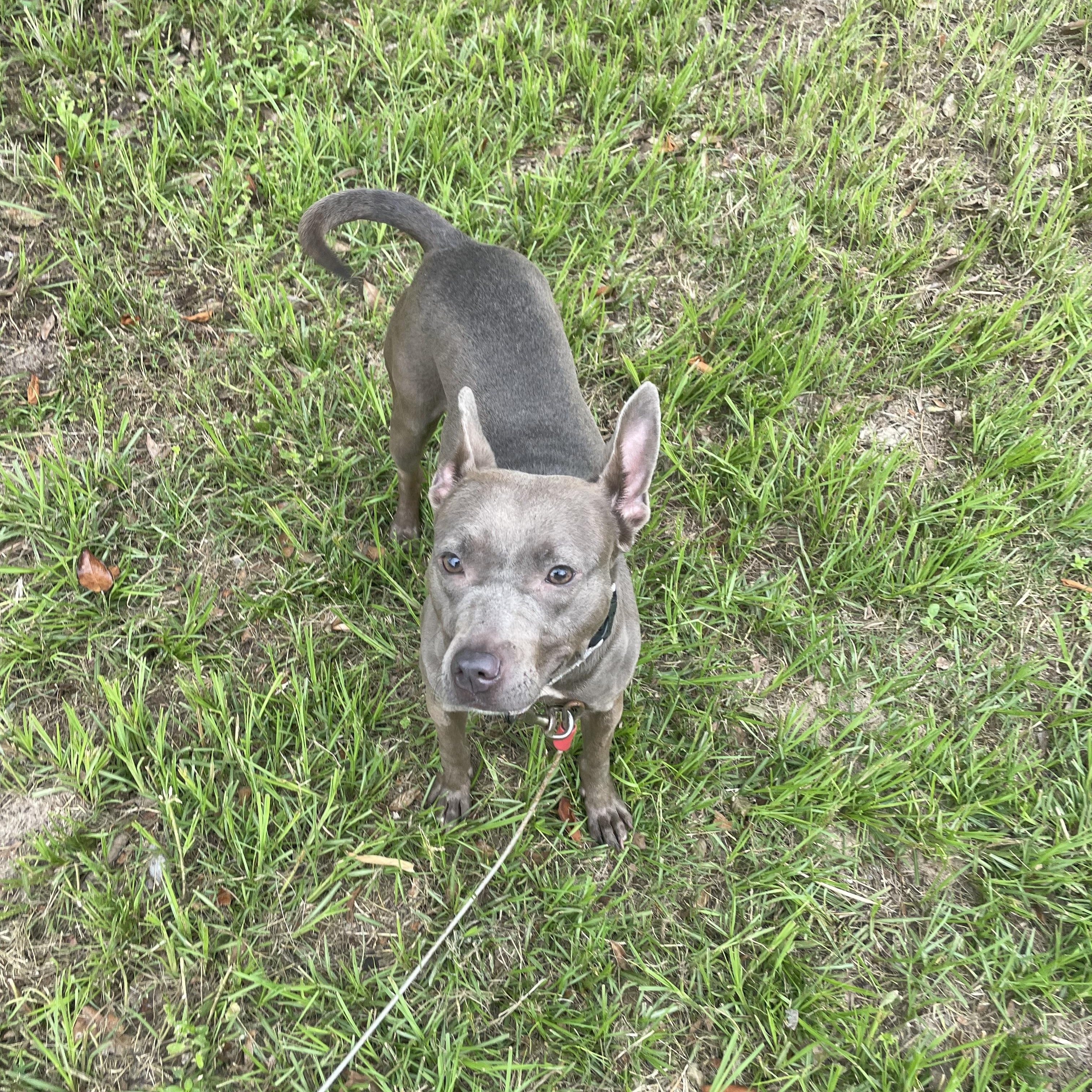 Enlarge Maeve, a Adoptable mixed breed in Ocala, FL image 2/3