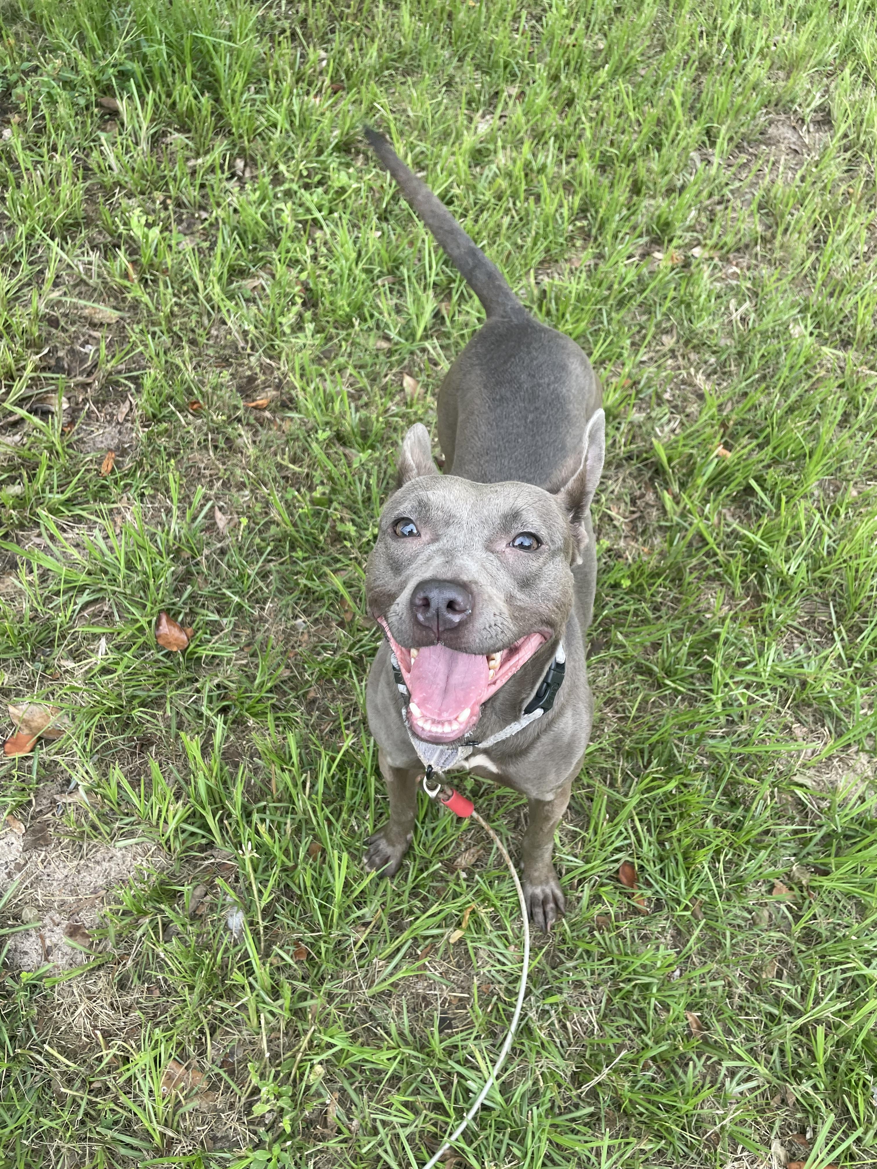 Enlarge Maeve, a Adoptable mixed breed in Ocala, FL image 3/3