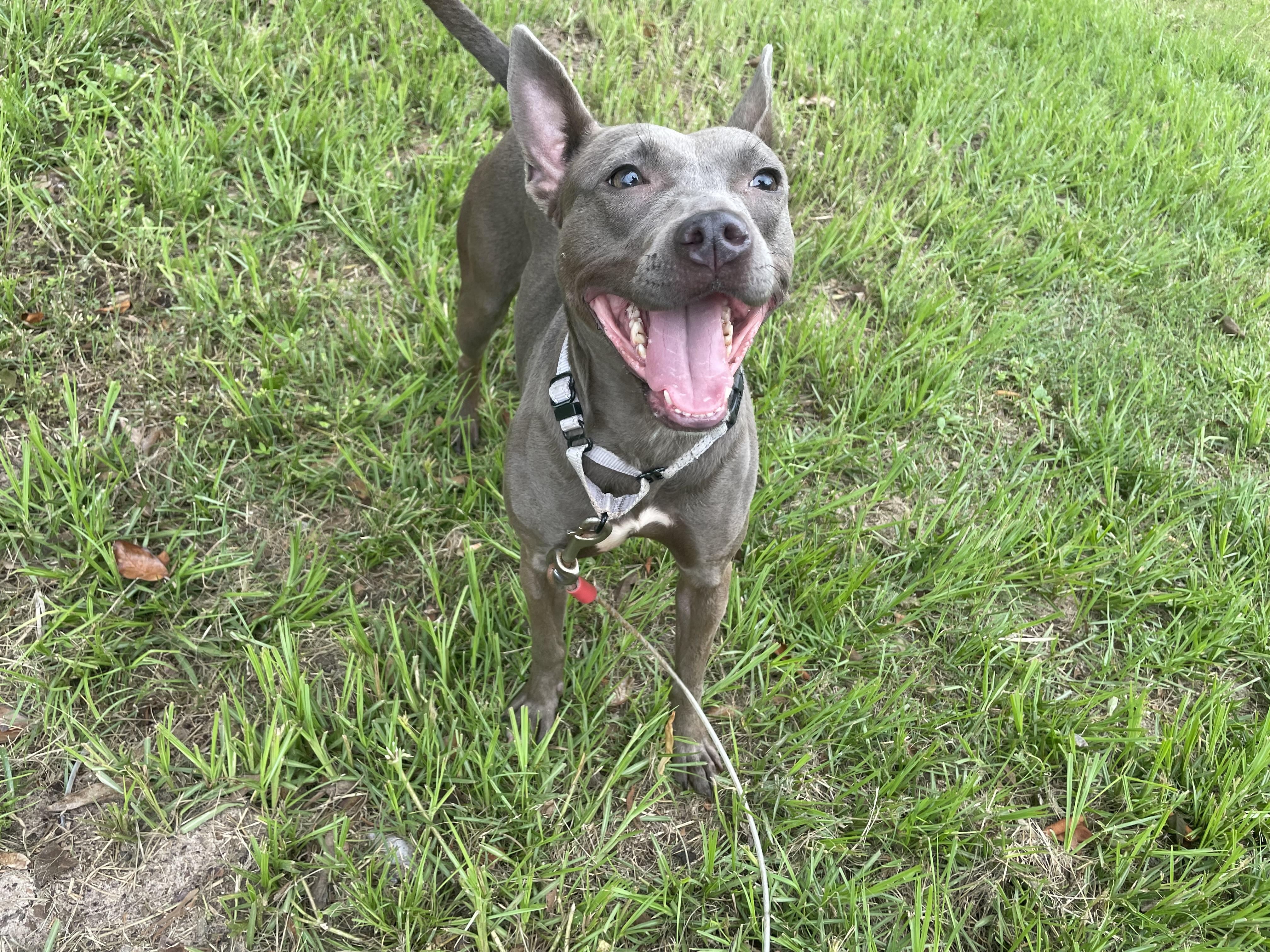 Maeve, Adoptable, Young Female Pit Bull Terrier & Chihuahua.