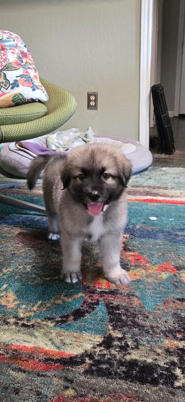 26-094 Doc, Adoptable, Puppy Male Siberian Husky & Shepherd.