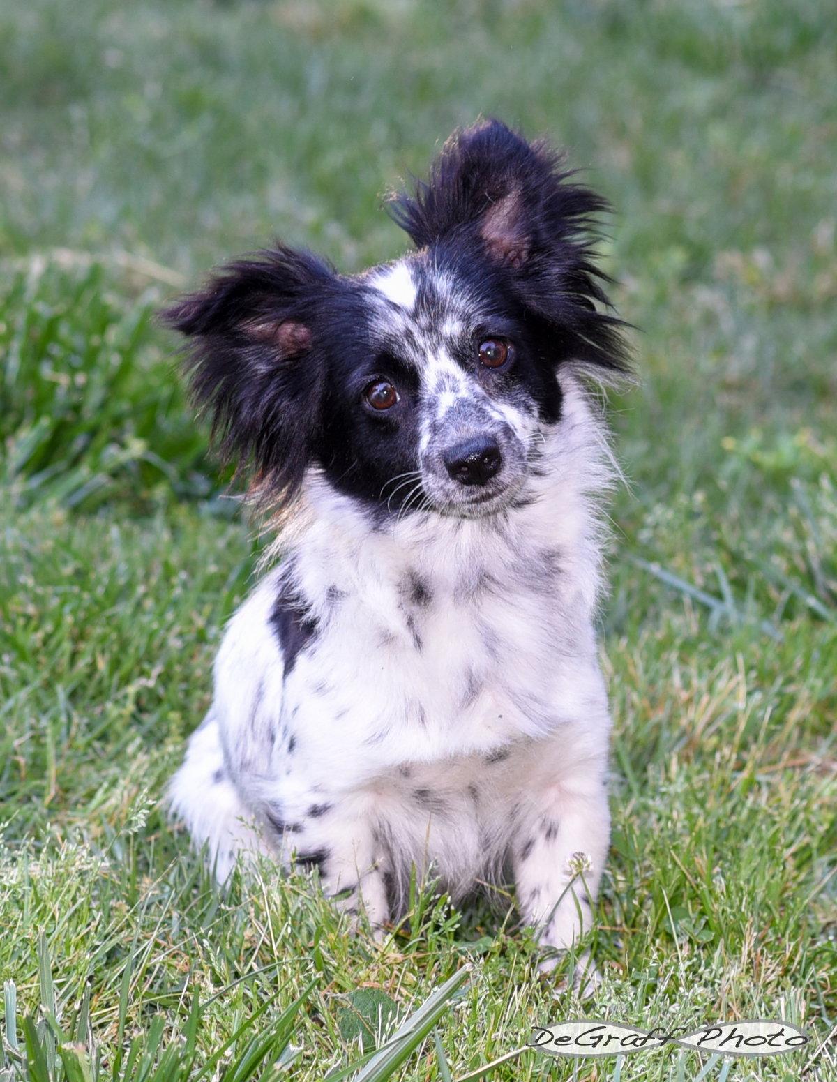Bailey, Adoptable, Adult Female Corgi & Papillon.