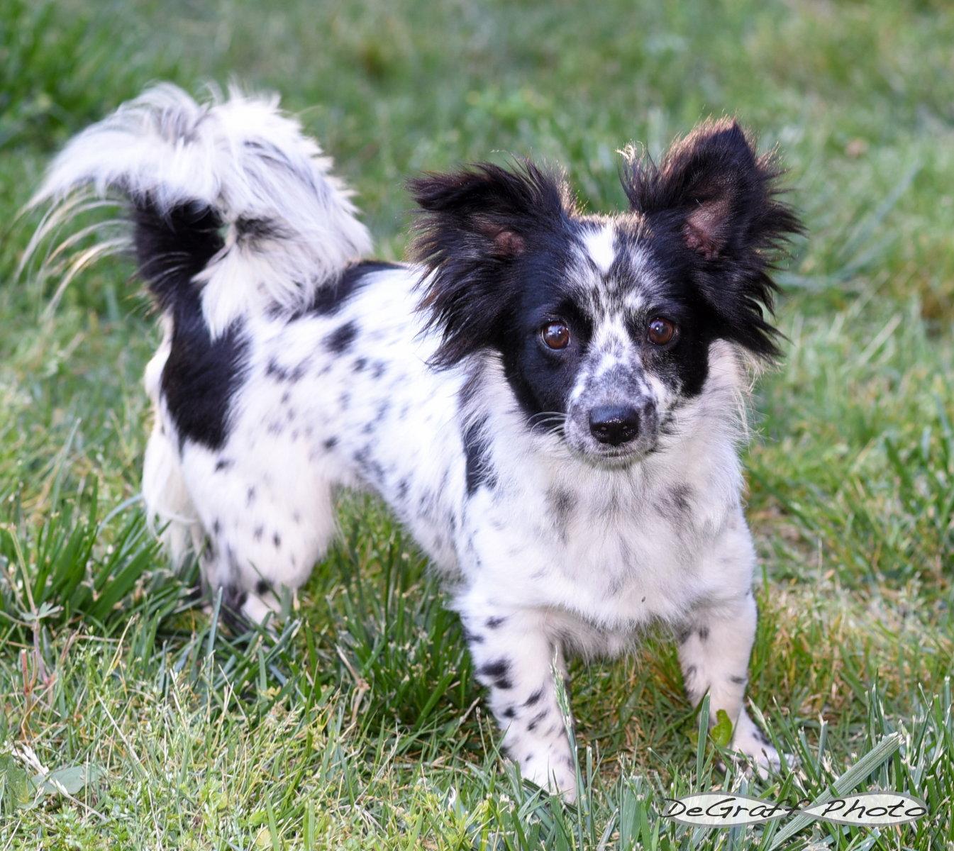 Bailey, a Adoptable mixed breed in Pittsboro, NC image 2/3