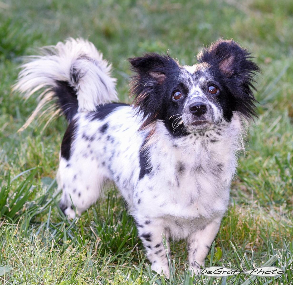 Bailey, a Adoptable mixed breed in Pittsboro, NC image 3/3
