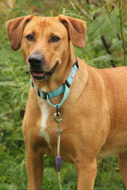 Enlarge Sissy, a Adoptable Mixed Breed in Appleton, WI image 2/4