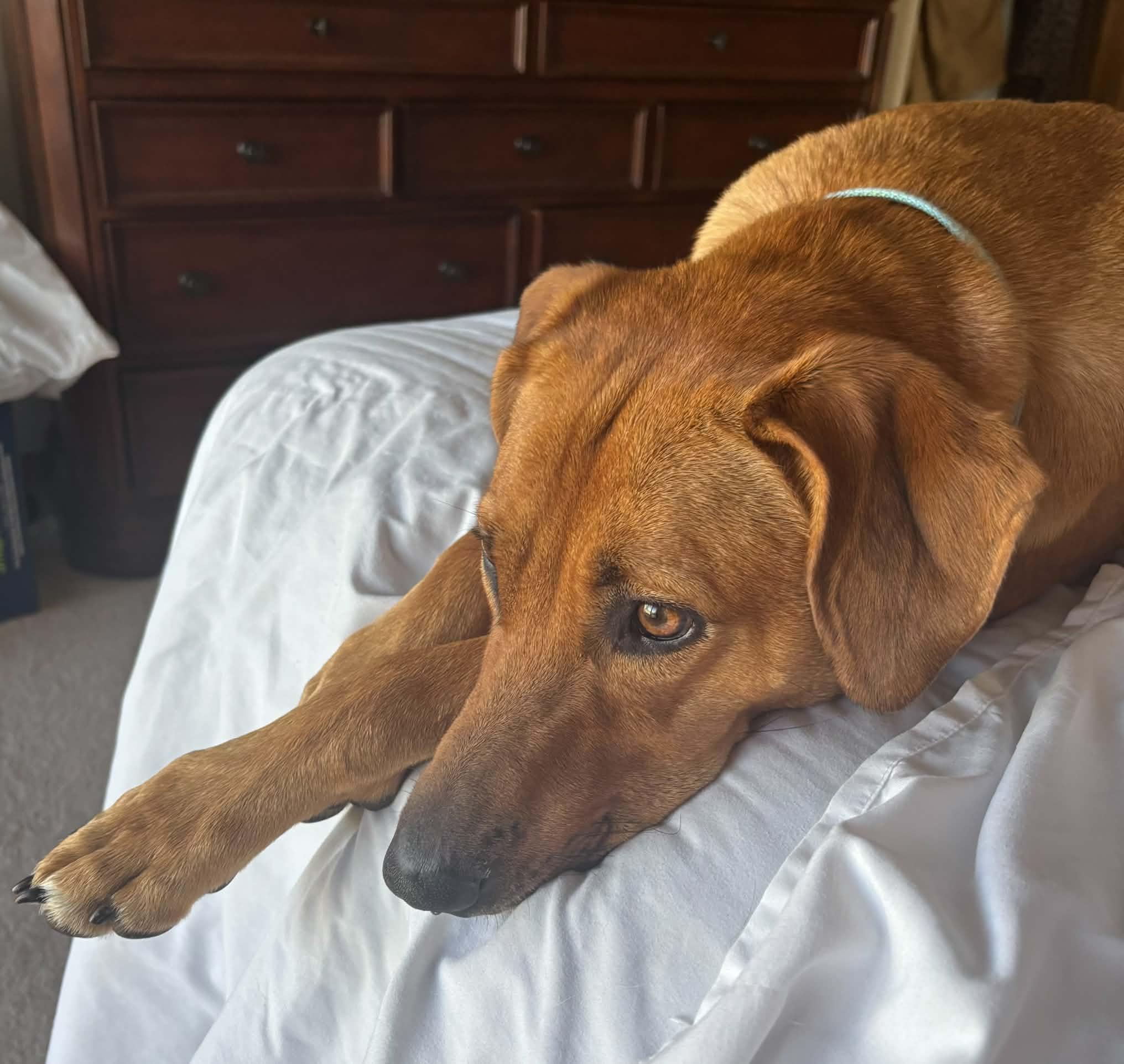 Enlarge Sissy, a Adoptable Mixed Breed in Appleton, WI image 4/4