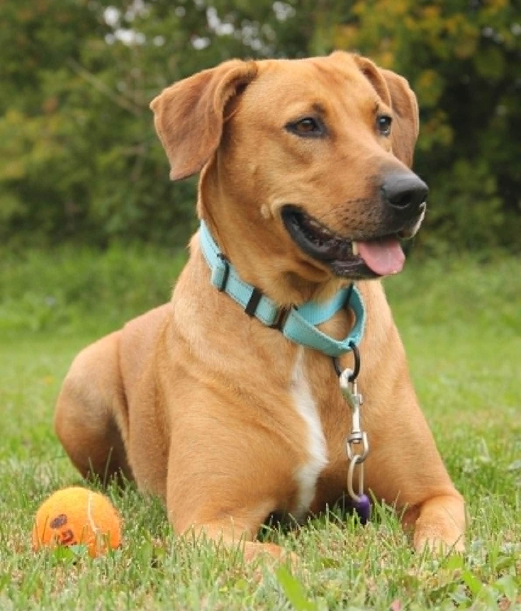 Sissy, Adoptable, Adult Female Mixed Breed.