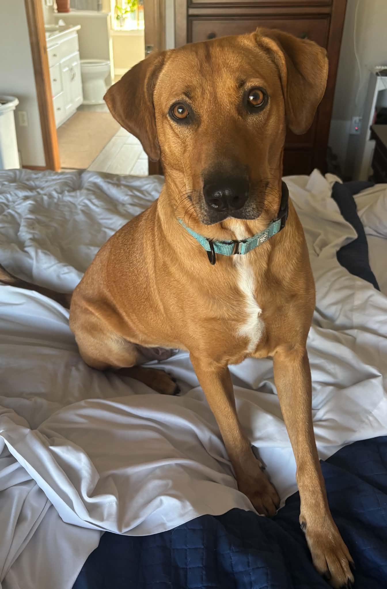 Enlarge Sissy, a Adoptable Mixed Breed in Appleton, WI image 3/4