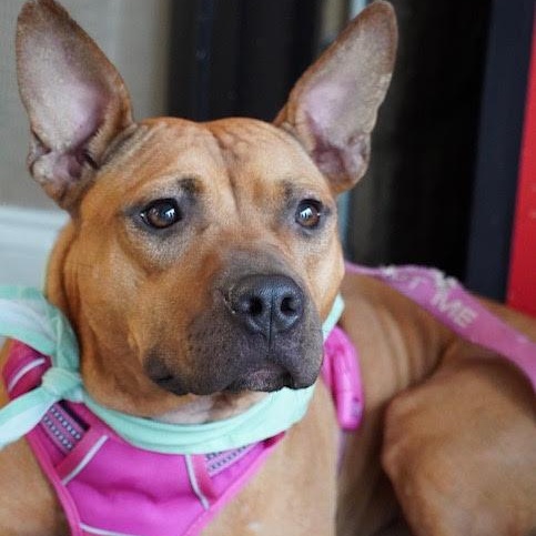 Dipper, Adult Female American Staffordshire Terrier