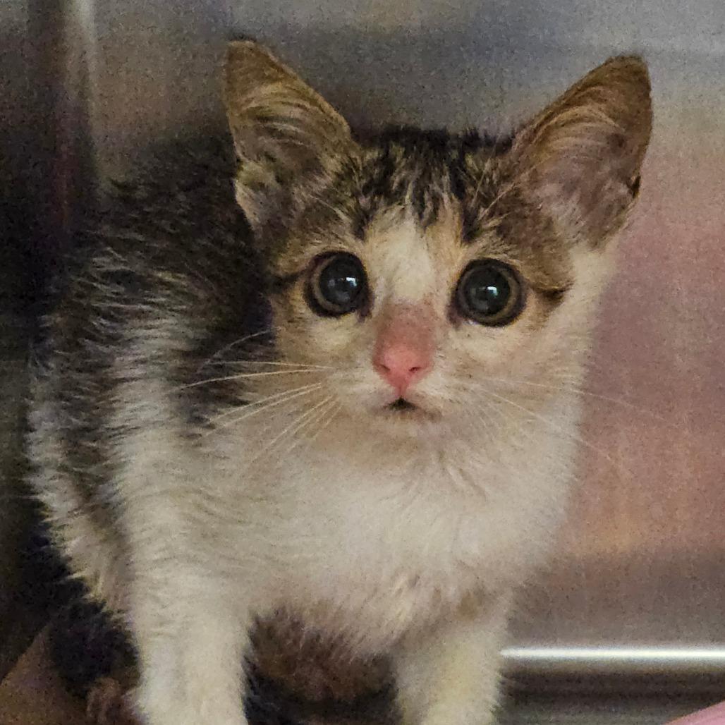 Enlarge Taki, a Adoptable Domestic Short Hair in Lake Panasoffkee, FL image 1/1