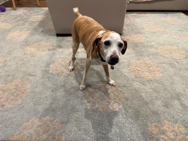 Enlarge Humphrey, a Adoptable mixed breed in Severn, MD image 1/6