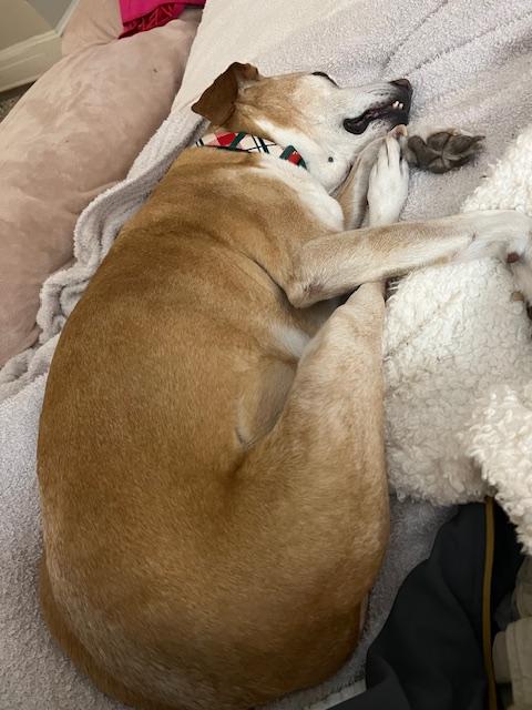 Enlarge Humphrey, a Adoptable mixed breed in Severn, MD image 4/6